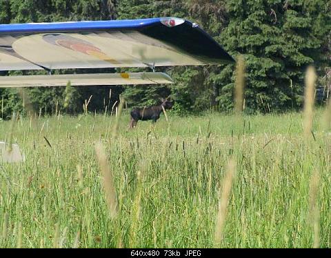 Moose at Fish Lake, ID (The fish were at Moose Lake)