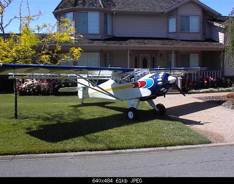 Kitfox in the Front Yard